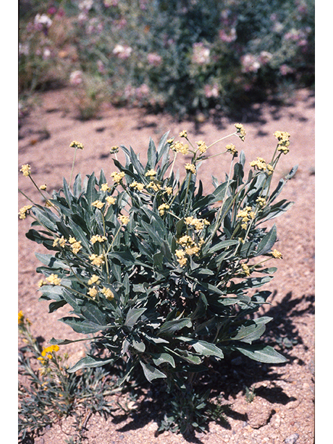 Parthenium argentatum (Guayule) #68414