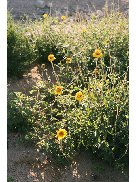 Simsia calva (Awnless bush sunflower) #68421