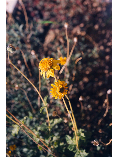 Simsia calva (Awnless bush sunflower) #68423