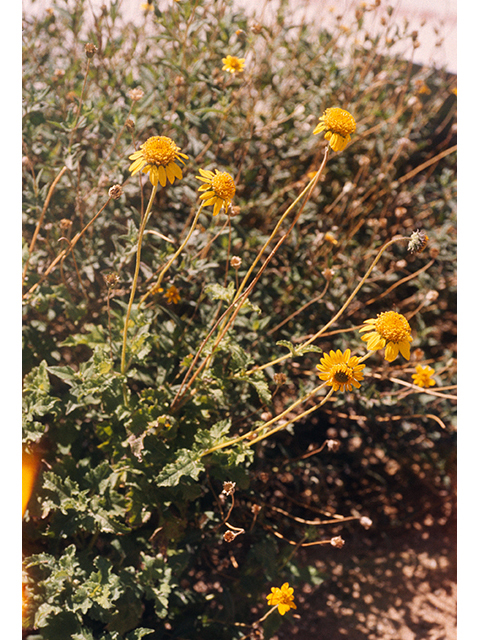Simsia calva (Awnless bush sunflower) #68427