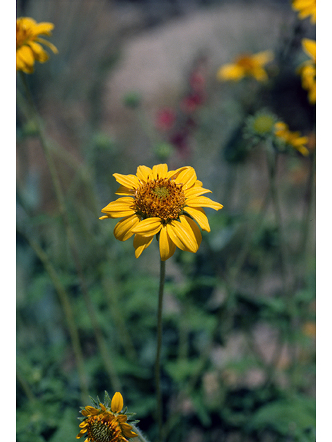 Simsia calva (Awnless bush sunflower) #68428