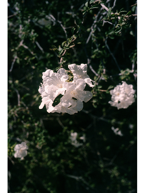 Cordia parvifolia (Littleleaf cordia) #68453