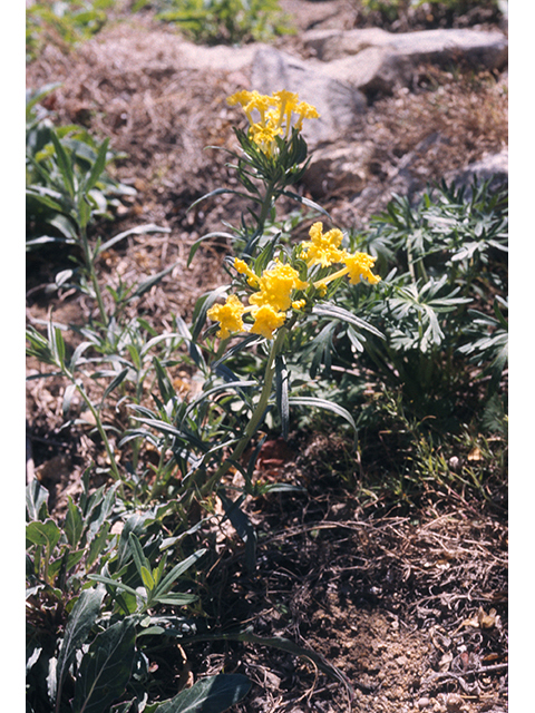 Lithospermum incisum (Fringed puccoon) #68458