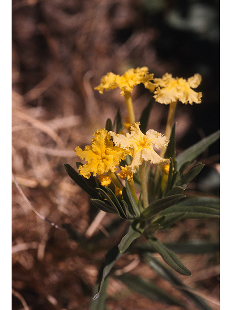 Lithospermum incisum (Fringed puccoon) #68459