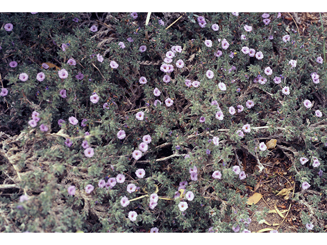 Tiquilia hispidissima (Hairy crinklemat) #68469