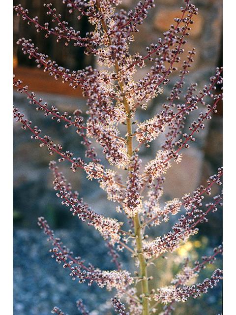 Hechtia texensis (Texas false agave) #68482