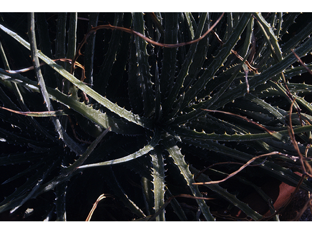 Hechtia texensis (Texas false agave) #68484