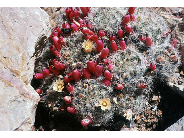 Mammillaria prolifera (Texas nipple cactus) #68485