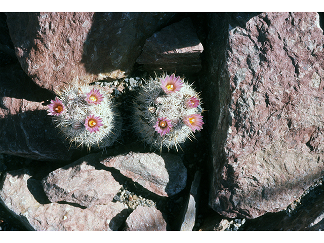 Escobaria albicolumnaria (Column foxtail cactus) #68486