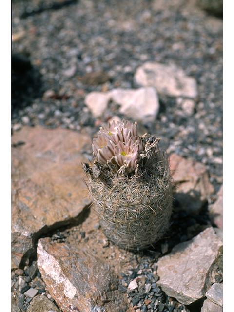 Escobaria albicolumnaria (Column foxtail cactus) #68487