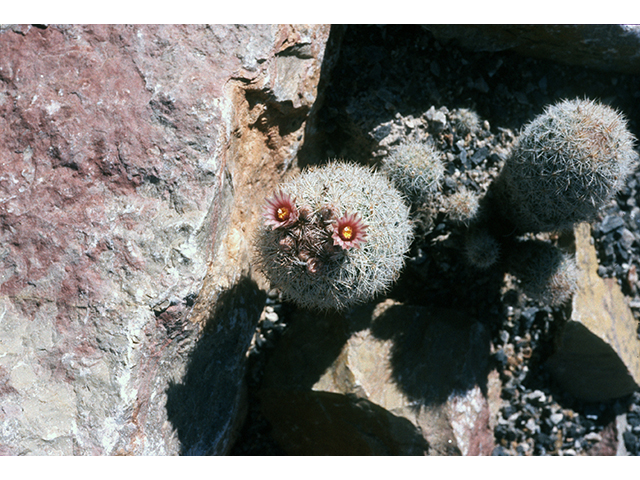 Escobaria albicolumnaria (Column foxtail cactus) #68489