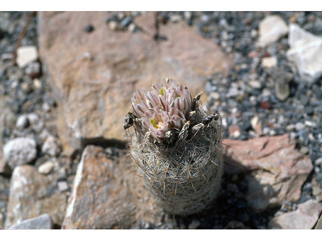 Escobaria albicolumnaria (Column foxtail cactus) #68490
