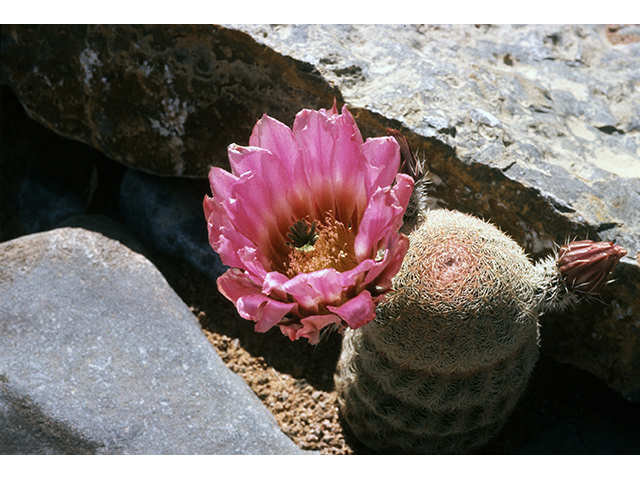 Echinocereus pectinatus (Rainbow cactus) #68491