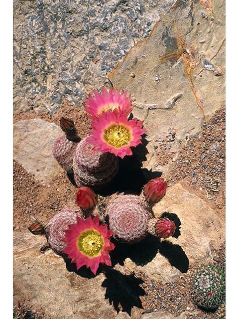 Echinocereus pectinatus (Rainbow cactus) #68492