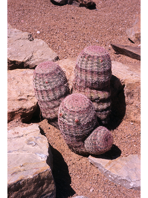 Echinocereus pectinatus (Rainbow cactus) #68493