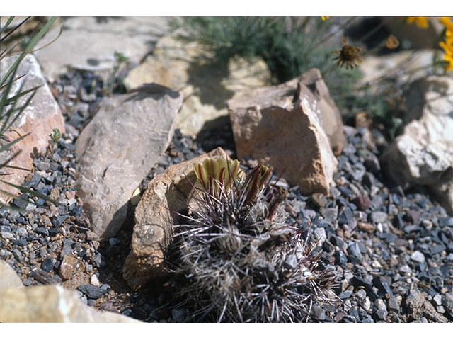 Echinocereus viridiflorus var. davisii (Davis' hedgehog cactus) #68494