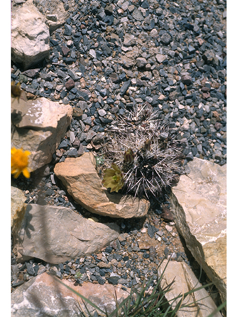 Echinocereus viridiflorus var. davisii (Davis' hedgehog cactus) #68495