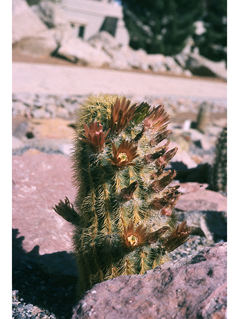 Echinocereus viridiflorus var. neocapillus (Weniger's hedgehog cactus) #68496