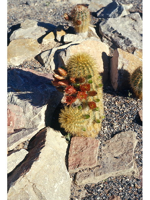 Echinocereus viridiflorus var. neocapillus (Weniger's hedgehog cactus) #68497