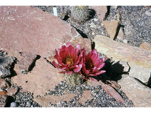 Echinocereus roetteri  neomexicanus (Lloyd's hedgehog cactus) #68498