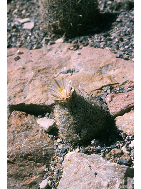 Echinomastus mariposensis (Lloyd's fishhook cactus) #68499