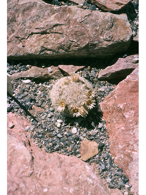 Mammillaria lasiacantha (Lacespine nipple cactus) #68511