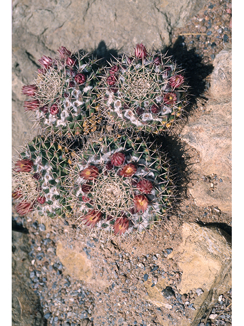 Mammillaria meiacantha (Little nipple cactus) #68514