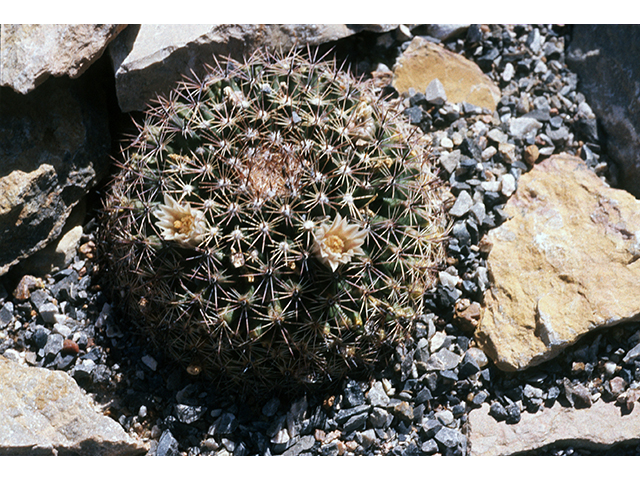 Mammillaria meiacantha (Little nipple cactus) #68515