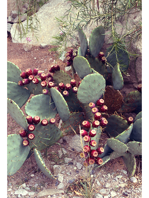 Opuntia engelmannii var. lindheimeri (Texas prickly pear) #68518