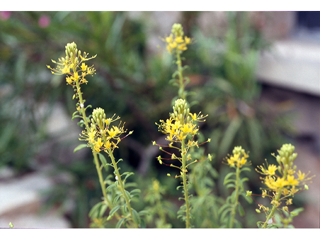 Cleomella longipes (Chiricahua mountain stinkweed) #68529