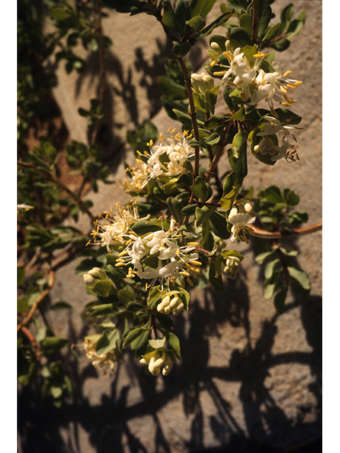 Lonicera albiflora (Western white honeysuckle) #68532