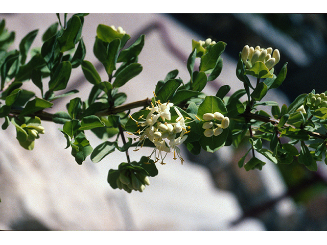 Lonicera albiflora (Western white honeysuckle) #68533