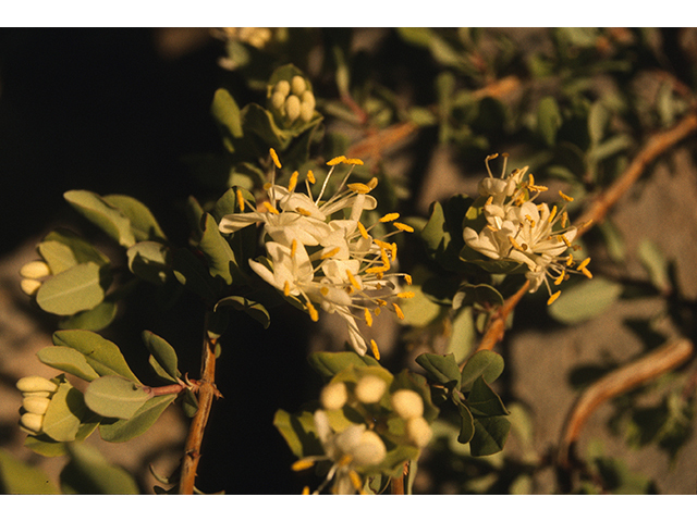 Lonicera albiflora (Western white honeysuckle) #68534