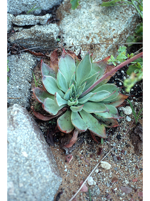 Echeveria strictiflora (Desert savior) #68538