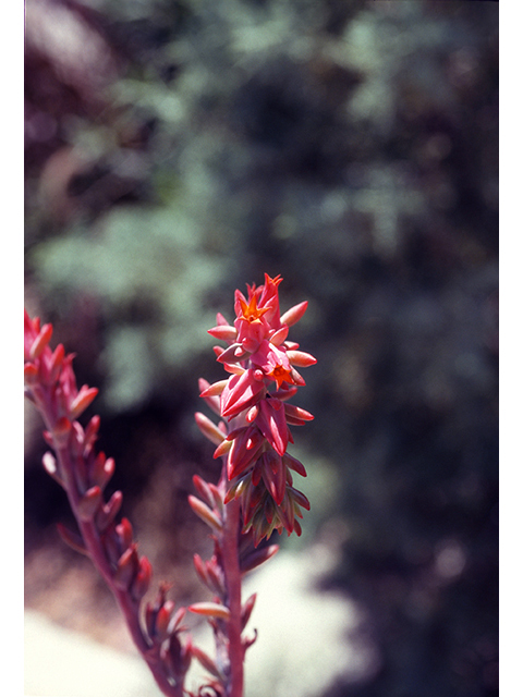 Echeveria strictiflora (Desert savior) #68539