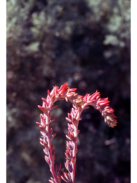 Echeveria strictiflora (Desert savior) #68540