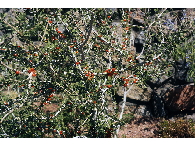 Schaefferia cuneifolia (Desert yaupon) #68542