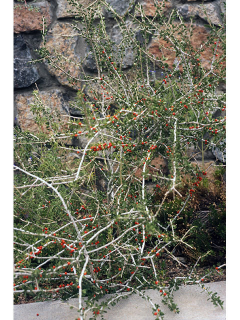 Schaefferia cuneifolia (Desert yaupon) #68543