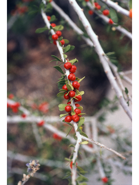 Schaefferia cuneifolia (Desert yaupon) #68544