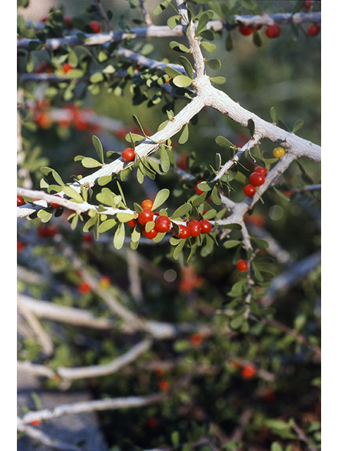 Schaefferia cuneifolia (Desert yaupon) #68545