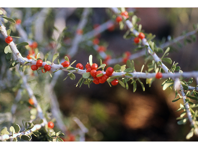 Schaefferia cuneifolia (Desert yaupon) #68548