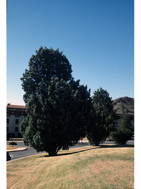 Hesperocyparis arizonica  (Arizona cypress) #68554