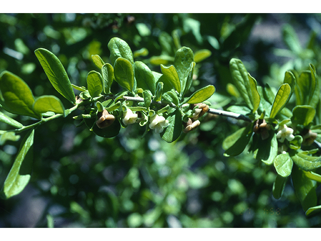 Diospyros texana (Texas persimmon) #68557