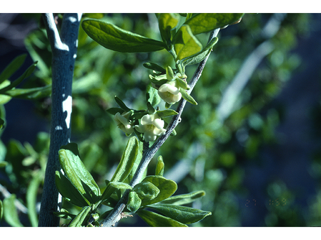 Diospyros texana (Texas persimmon) #68559