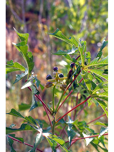 Manihot davisiae (Arizona manihot) #68565