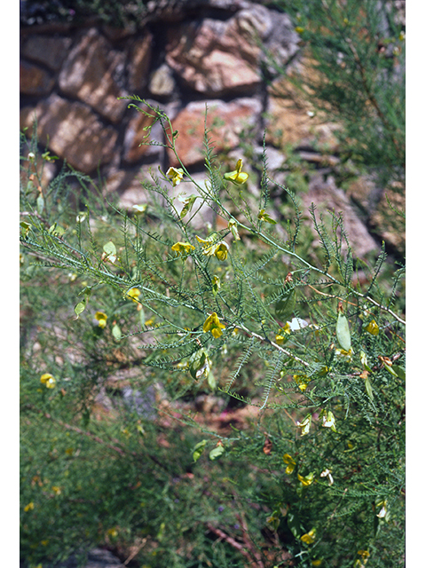 Brongniartia minutifolia (Littleleaf greentwig) #68579