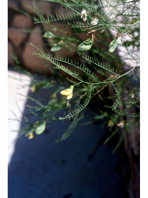 Brongniartia minutifolia (Littleleaf greentwig) #68580