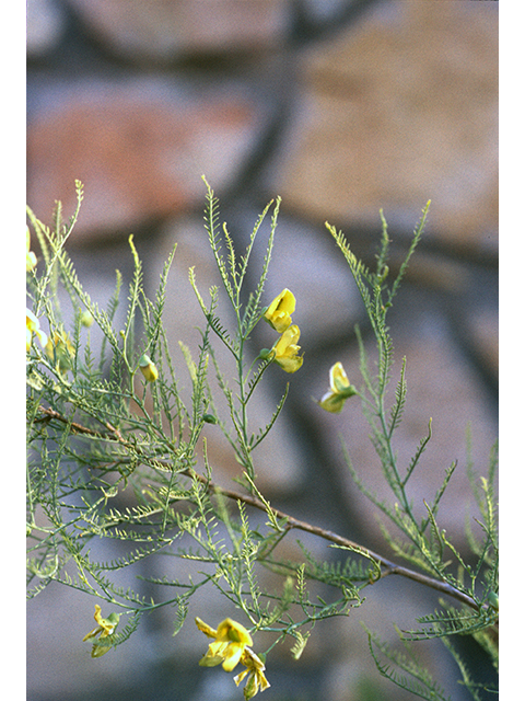 Brongniartia minutifolia (Littleleaf greentwig) #68581