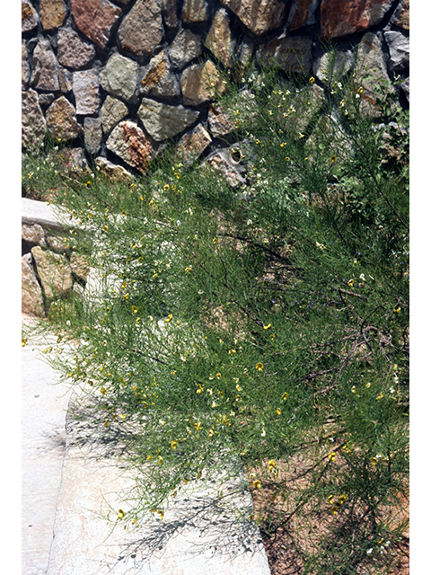 Brongniartia minutifolia (Littleleaf greentwig) #68582