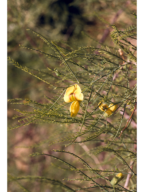 Brongniartia minutifolia (Littleleaf greentwig) #68583